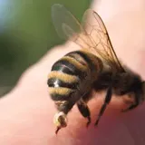 Do Bees Sting In Winter? | Busy Beekeeping