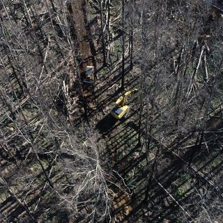 Loggers return to native forests burnt in summer bushfires