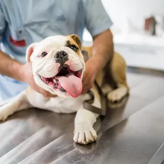 How Often Should I Take My Dog To The Vet? - Canine HQ