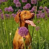 Types Of Allergies In Dogs & How To Treat Them - Canine HQ