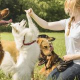 Best Online Dog Training Courses: Professional Help At Home - Canine Journal