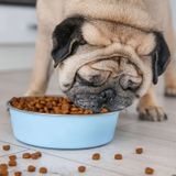 Best Dog Food For Pugs: Wet, Dry, Puppy, For Allergies & More