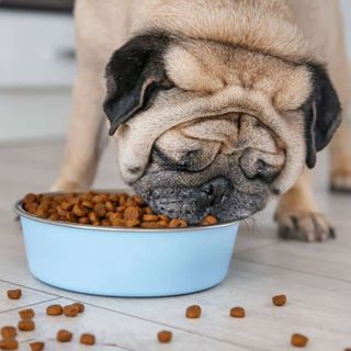 Best Dog Food For Pugs: Wet, Dry, Puppy, For Allergies & More