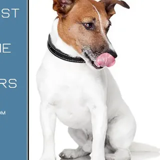 Top 8 best dog cologne that groomers use: