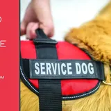 Top 10 Best service dog vest: comfort and safety