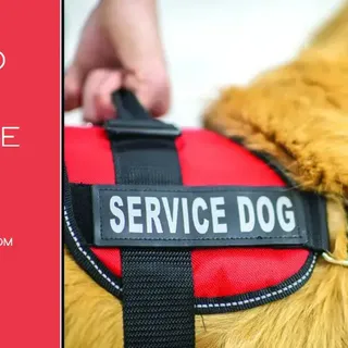 Top 10 Best service dog vest: comfort and safety