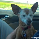 Adopt/Foster - Caring for a Senior Dog