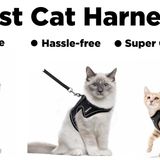 7 Best Cat Harnesses For Walking, Hiking And Traveling