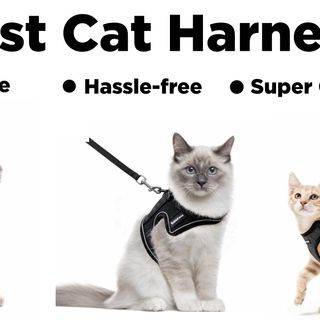 7 Best Cat Harnesses For Walking, Hiking And Traveling