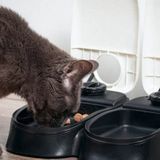 10 Best Automatic Cat Feeders – Reviews, Guide and FAQs