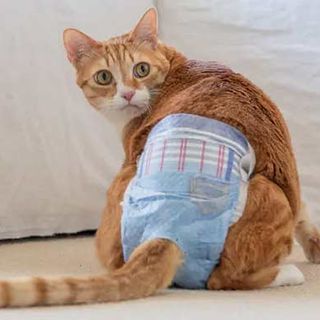 Best Cat Diapers and Nappies — Buying Guide & FAQs