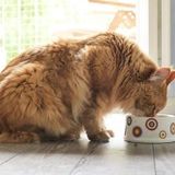 8 Best Low Protein Cat Foods of 2023