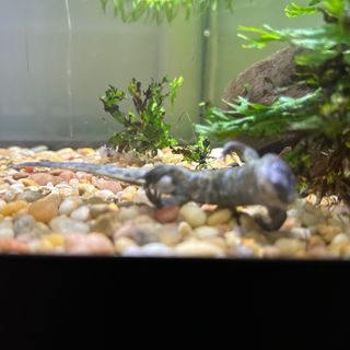 Help! 4 dead newts over several weeks