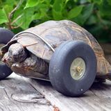 Mrs. T the 90-Year-Old Tortoise Lost Her Legs From a Rat Attack, Now Burns Rubber With Prosthetic Wheels