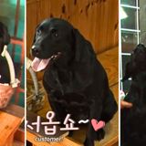 This Dog Works as a Hostess at a Korean Restaurant (And Also Her Puppies!)