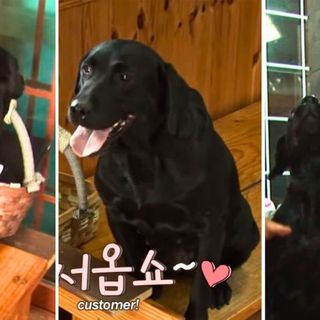 This Dog Works as a Hostess at a Korean Restaurant (And Also Her Puppies!)