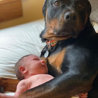 Emotional joy: The dog almost cried when he held his first baby in his lap with the owner’s permission. – Celebrity Vila