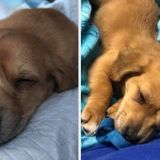 “A Remarkable Canine Discovery: Puppy Finds ‘Facial Tail’ While Stranded in Winter Chill” – Celebrity Vila