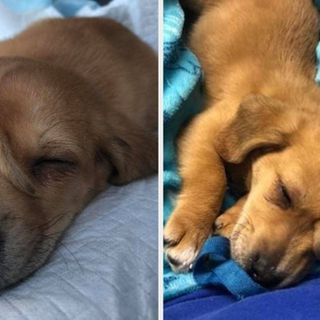 “A Remarkable Canine Discovery: Puppy Finds ‘Facial Tail’ While Stranded in Winter Chill” – Celebrity Vila