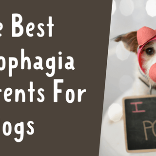 2023's 8 Best Coprophagia Deterrents For Dogs To Stop Poop Eating