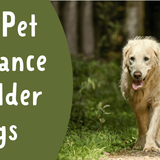 The 5 Best Pet Insurance Choices For Older Dogs For All Budgets