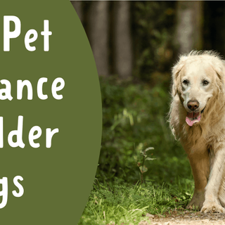 The 5 Best Pet Insurance Choices For Older Dogs For All Budgets