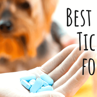 2023's Best Flea Pills For Dogs - Prescription & OTC Oral Flea Medications