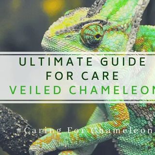 Ultimate Guide for Care Veiled Chameleon