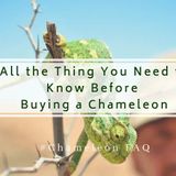 All the Thing You Need to Know Before Buying a Chameleon