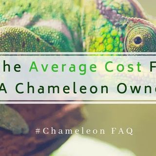 The Average Cost For A Chameleon Owner