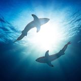 How To Survive A Shark Attack [Better To Be Safe Than Sorry] | ChatterSource