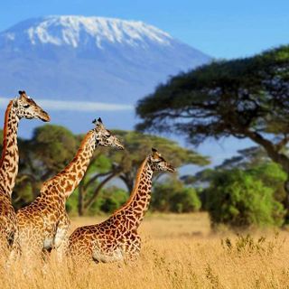 Africa's Best Safari Tours on a Budget - Checkanswers.co