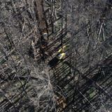 NSW government resumes logging in bushfire-stricken native forests