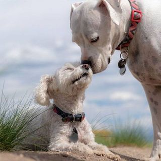 Boxerdoodle vs. Purebred Boxer and Poodle: Which Is Right for You? - Cockapoo HQ