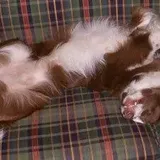 Why does my Border Collie sleep on his back with his legs in the air? | Collies Life