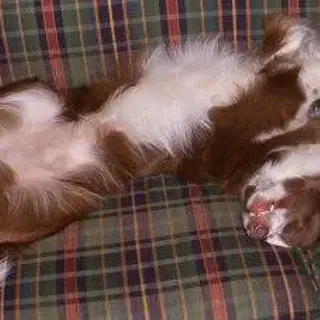 Why does my Border Collie sleep on his back with his legs in the air? | Collies Life