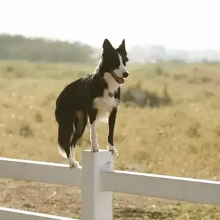 Why is my border collie breathing fast while resting? | Collies Life