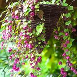 23 Outstanding Plants For Hanging Baskets - Container Water Gardens