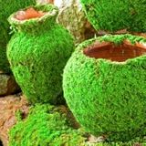 How To Grow Moss On Pots And Rocks - Container Water Gardens