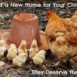 The Best Chicken Coop Plans: Our Top Picks For Any Size Flock