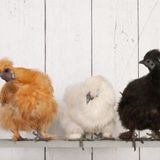 How to Train a Chicken To Use A Roost - Step by Step