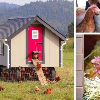 Chicken Coop Interiors - What To Put Inside The Coop