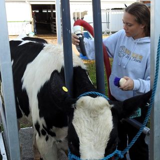 First-timers to experienced veterans show livestock at the Coshocton County Fair