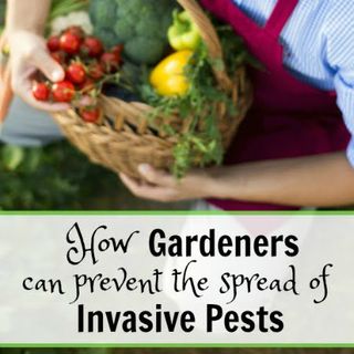 How Gardeners Can Help Prevent the Spread of Invasive Pests