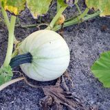 White Pumpkins for Fall, Anyone?