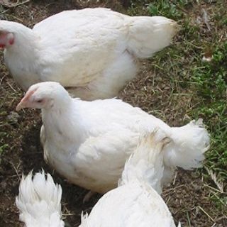 8 Pounds in 8 Weeks: Raising Day Old Chicks for the Dinner Table