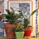 Winter Care For House Plants · Cozy Little House