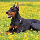 9 Best Dog Foods for Dobermans (2023 Reviews)