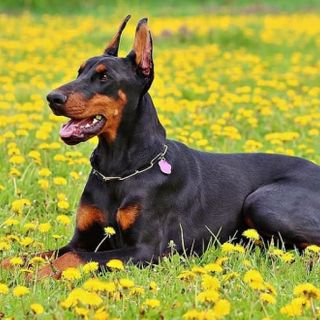 9 Best Dog Foods for Dobermans (2023 Reviews)