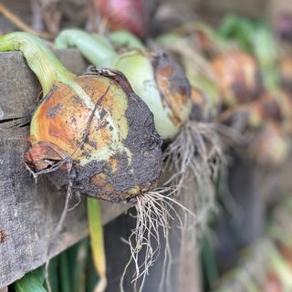 HOW TO HARVESt, cure, and store onions from the garden - CREATIVE CAIN CABIN